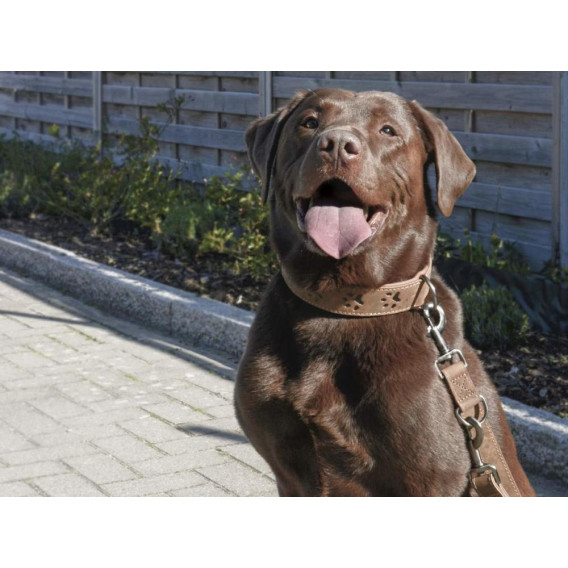 GREENBURRY Dog Neckholder 46-53cm - kožený obojok